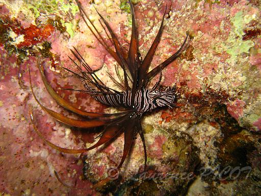 Pterois andover.JPG